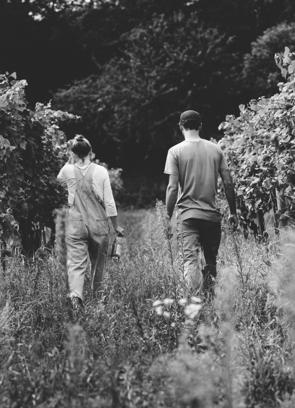 bioweingut osterreich kremstal hollenburg