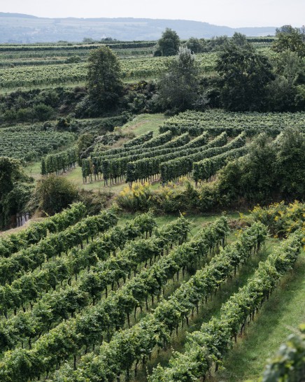 hollenburg biologische weinberge krems
