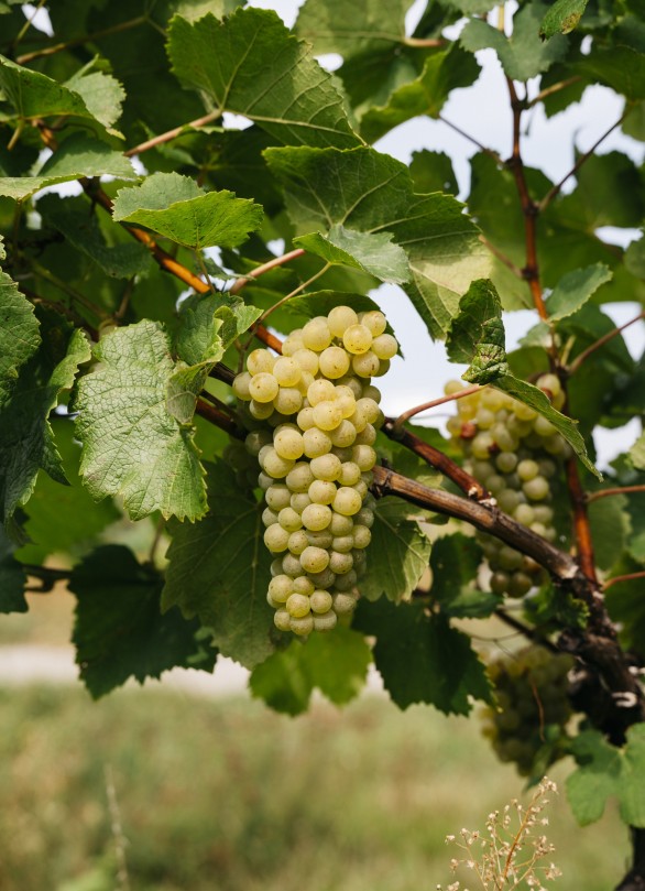 gruener veltliner krems hollenburg gruener veltliner krems hollenburg