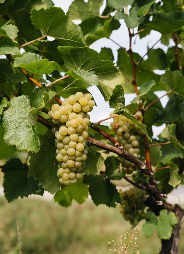 biologisches weingut osterreich krems biologisches weingut osterreich krems