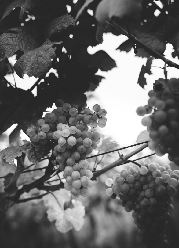 gruener veltiliner biologisch krems