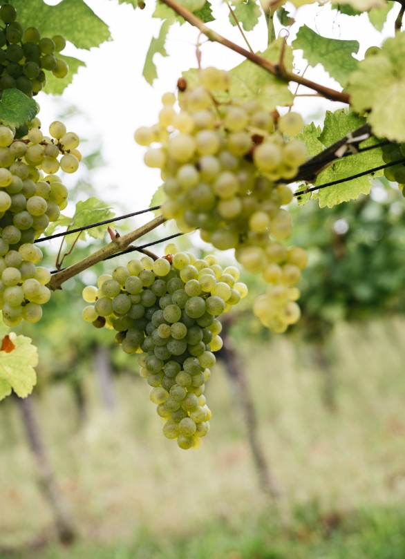 gruener veltliner naturnah osterreich krems